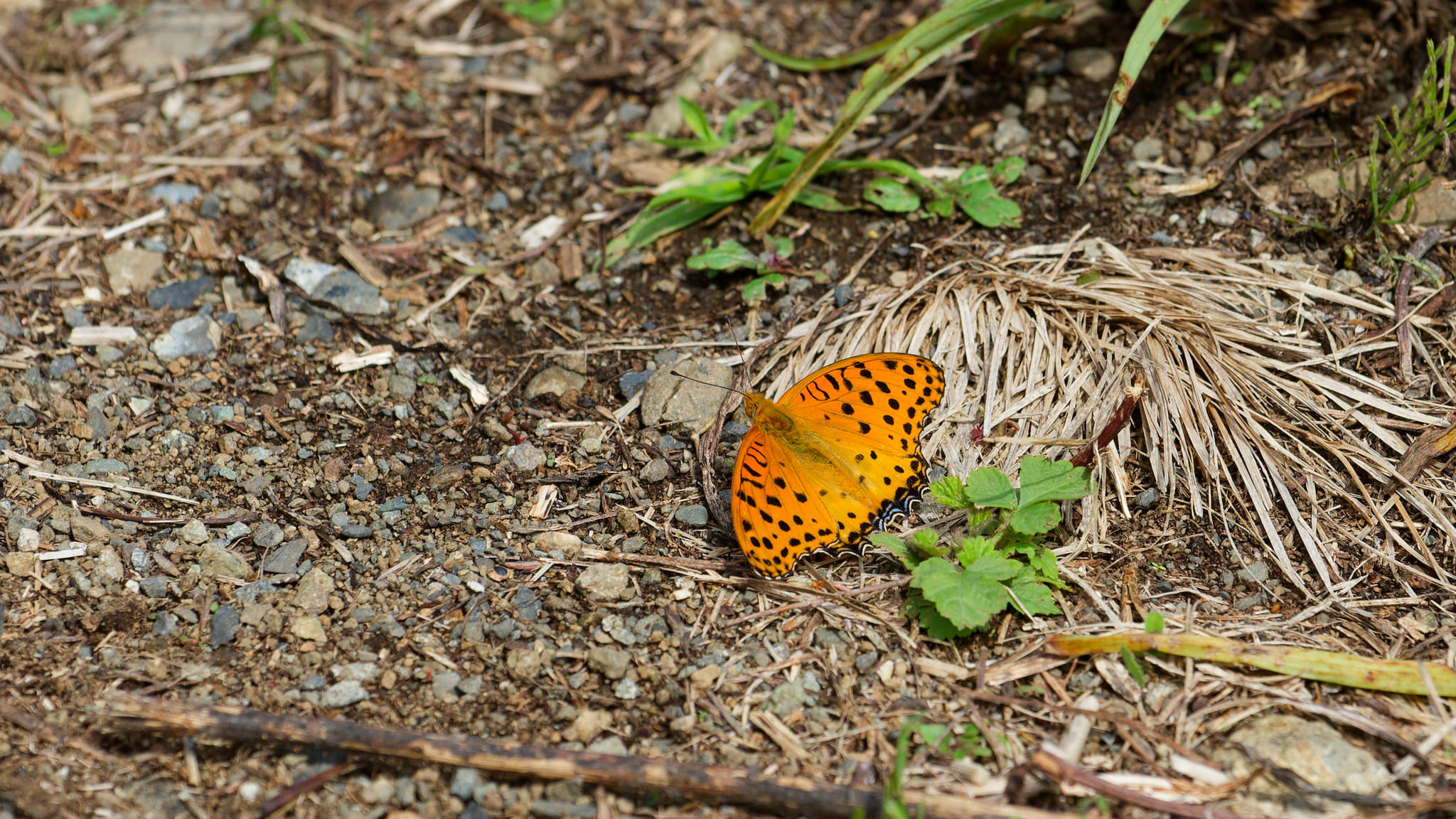 03-Mt Fuji (9) Oishi Park.jpg